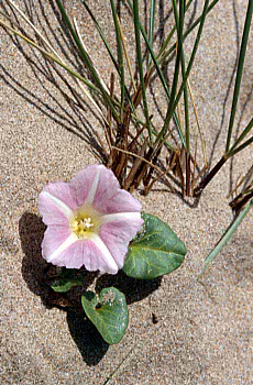 sea bindweed